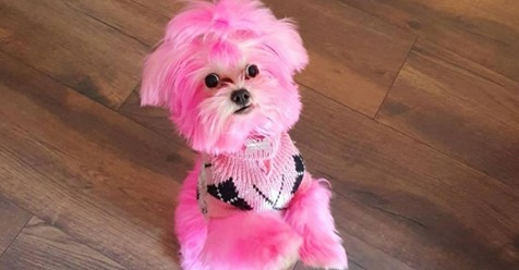 Frau färbt ihren Hund pink: Nicht nur Tierfreunde entsetzt!