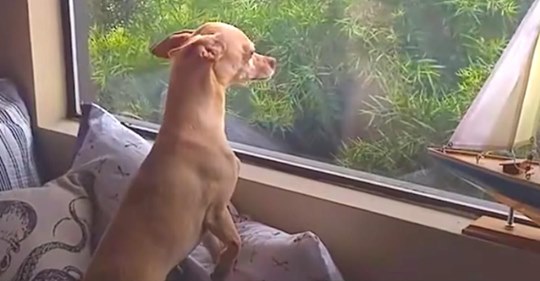 Hund findet ein neues Zuhause, aber vermisst seine Pflegemutter wie verrückt - also reißt er aus