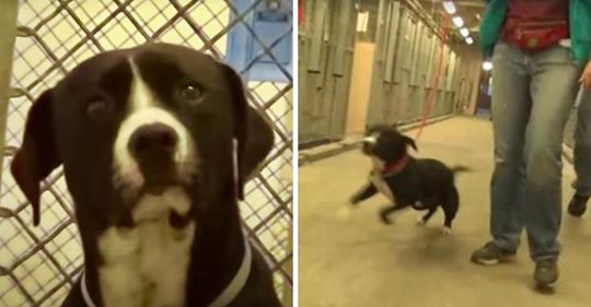 Der Hund im Todestrakt merkt, dass er adoptiert wird, und hüpft geradezu vor Freude