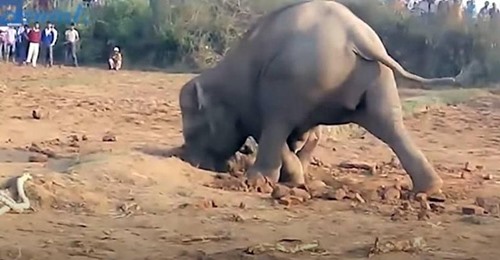 Eine Elefantenmutter gräbt verzweifelt 11 Stunden lang, um ihr gefangenes Baby zu befreien