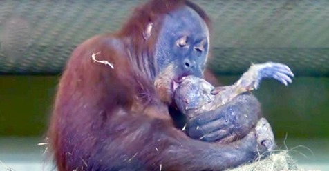 Ein Orang-Utan bringt ein Kind zur Welt, wird dabei gefilmt und zeigt stolz ihr Junges