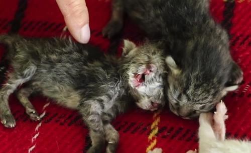 Mit zwei Köpfen geborenes Kätzchen versucht, am Leben zu bleiben, während ihre Besitzerin sich weigert, es aufzugeben