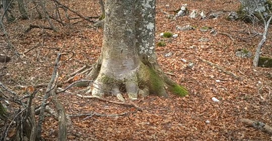 Ein Mann beschließt, ein Jahr lang einen Baum im Wald zu filmen – und die Kamera fängt atemberaubende Aufnahmen ein