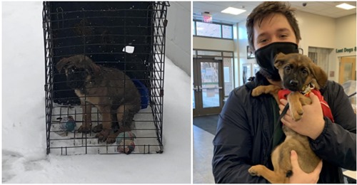 Hund von Luftgewehr angeschossen und in Kälte zurückgelassen – Tierheim pflegt und vermittelt ihn weiter