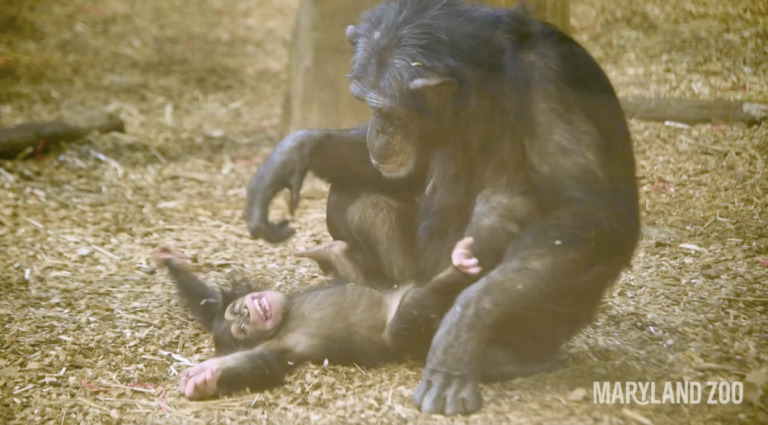 Schimpansin-Mutter nimmt elternloses Schimpansen-Baby auf und behandelt es, als wäre es ihr eigenes