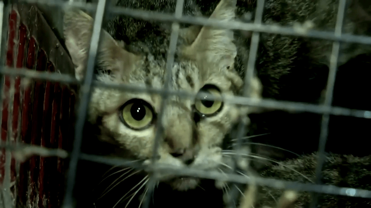300 Katzen wurden in völlig verschmutztem Haus entdeckt – werden in letzter Sekunde gerettet
