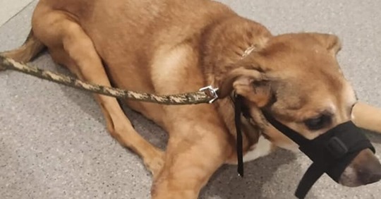 16 Jähriger misshandelt Hund über Monate brutal   Eltern schauen tatenlos zu