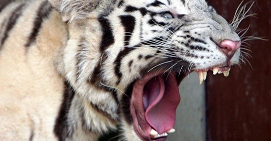 Mann versteckt 250 Kilo schweren Tiger Kadaver im Haus   jetzt muss er vor Gericht