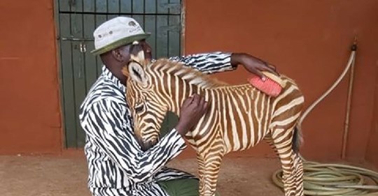 Wildhüter trägt Streifen, um „Mutter“ für verwaistes Zebra Baby zu sein