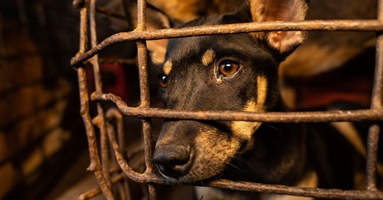 Tierretter lassen berüchtigten Schlachthof für Hunde schließen – töteten 200 Hunde am Tag