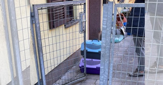 Österreich: Frau soll ihren Hund jahrelang mit Katzenbabys gefüttert haben – von Tierschützern angezeigt