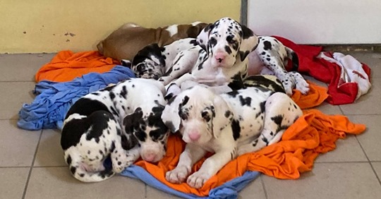 Polizei entdeckt 101 Hundewelpen in Transporter:  Einige unter acht Wochen alt 