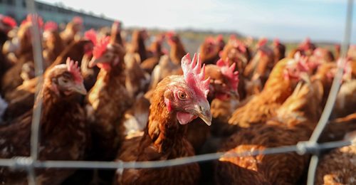Geflügelpest! 30 000 Hühner werden getötet