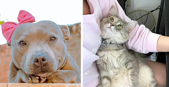 13 Male, dass Hunde und Katzen Blicke voller Liebe geschenkt haben, die ihre Menschen rührten