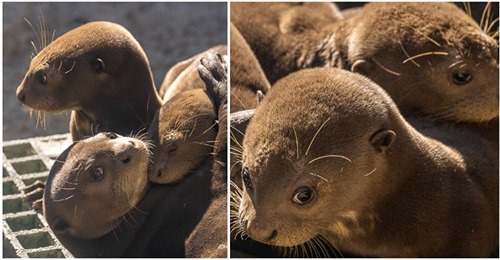 Art vom Aussterben bedroht: Zoo feiert Geburt von drei Riesenotter Babys