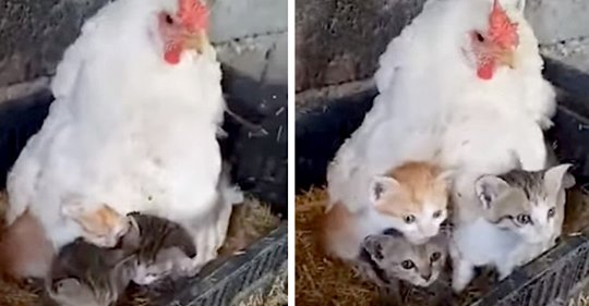 Eine Henne kümmert sich um drei neugeborene Kätzchen: Die Szene ist unendlich süß