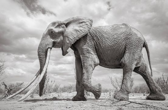 Tusker: Will Burrard Lucas macht Fotos von seltenem Elefant