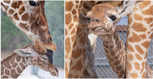 Zoo heißt in einer Woche zwei neugeborene Giraffen willkommen
