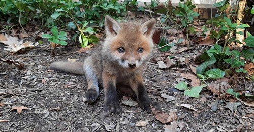 Niedlicher Baby-Fuchs gefunden – „er schrie nach seiner Mutter“ und konnte gerettet werden