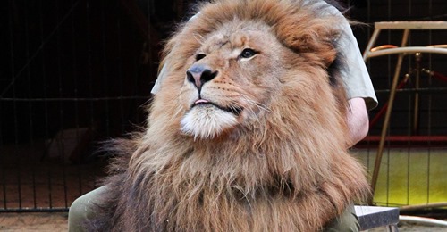 Star-Löwe Kasanga aus dem Circus Krone ist verstorben!