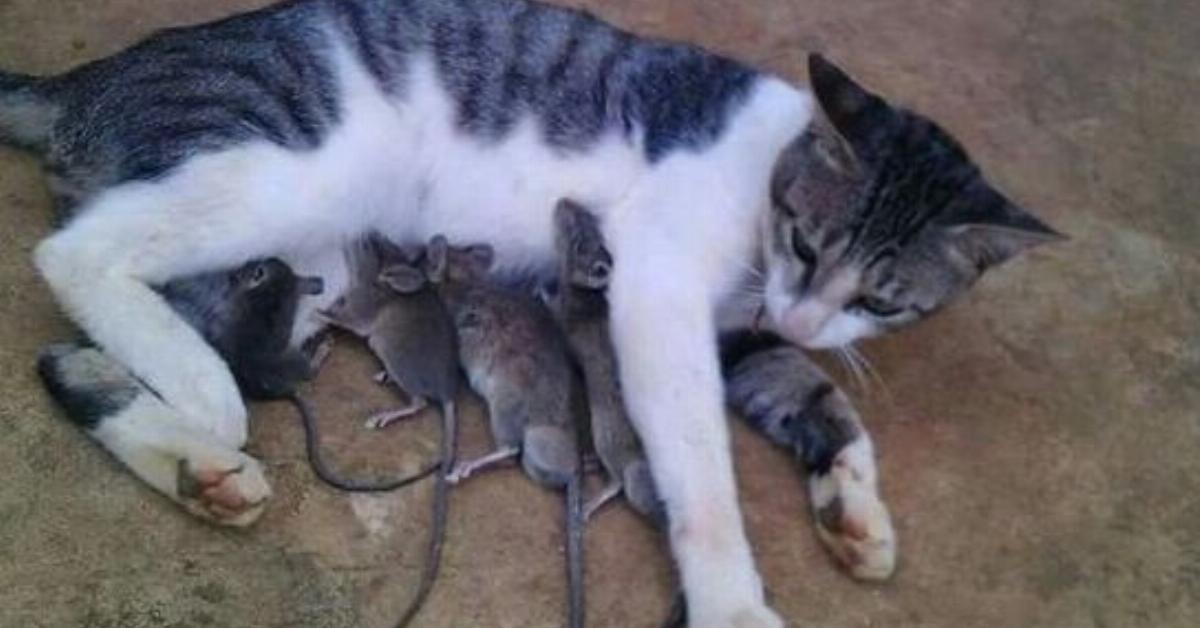 12 stolze Katzen-Mamas