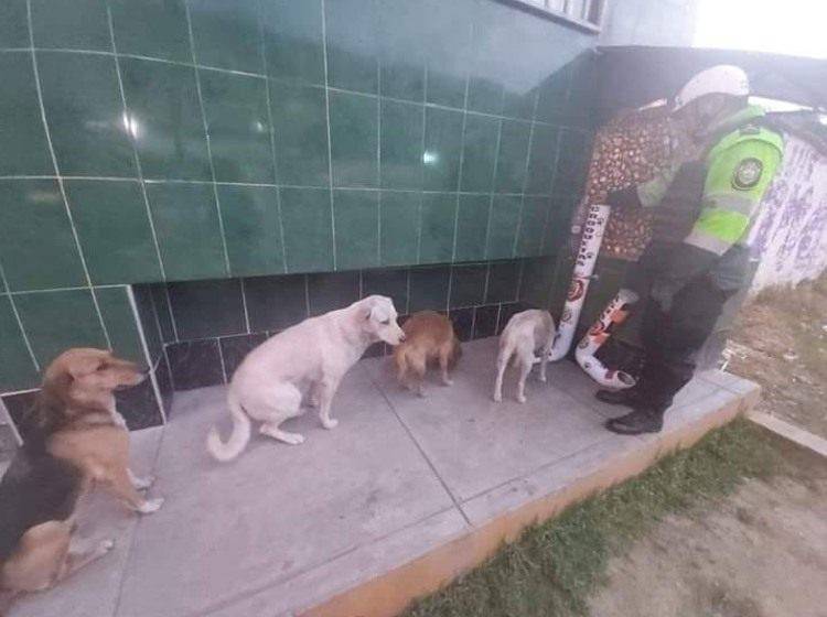 Einige streunende Hunde stellen sich vor den Futter  und Wasserspendern auf, die die Polizei für sie installiert hat