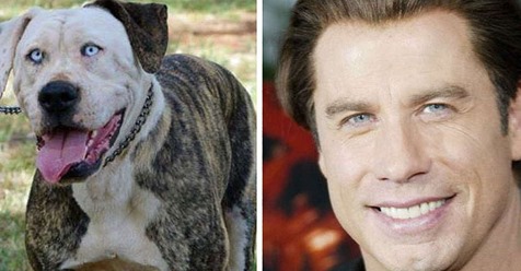 11 Hunde mit sehr berühmten Doppelgängern