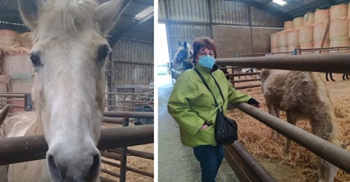 71-jährige Frau bittet um Hilfe, um ihre beiden älteren Pferde vor dem Schlachten zu retten