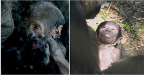 Jacksonville Zoo feiert Geburt eines vom Aussterben bedrohten Westlichen Flachlandgorillas