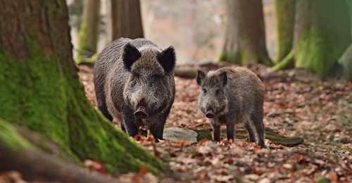Wildschweine in Bayern immer noch radioaktiv belastet