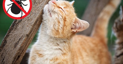 Zeckenmittel: Katzen mit natürlichen Mitteln vor den Parasiten schützen