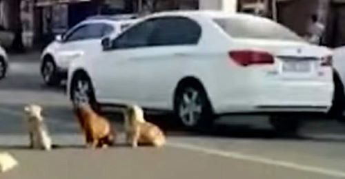 4 heimatlose Hunde blockieren eine stark befahrene Straße – Fahrer erkennt, dass sie Freund beschützen