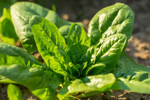 6 Gemüsesorten, die man prima im Schatten anbauen kann