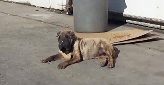 Rettungshelfer finden geschwollenen, älteren Hund   herzlose Besitzerin behauptet, sie  will diesen alten Hund sowieso nicht 