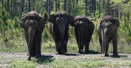 Befreite ehemalige Zirkus Elefanten beginnen in ein neues Leben – in geschütztem Naturschutz Gebiet