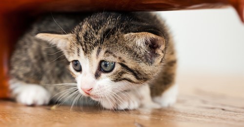 5 alltägliche Dinge, die für deine Katze lebensgefährlich sind