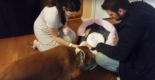 Hund bedankt sich bei Mama und Papa dafür, dass sie ihm eine Babyschwester mit nach Hause gebracht haben