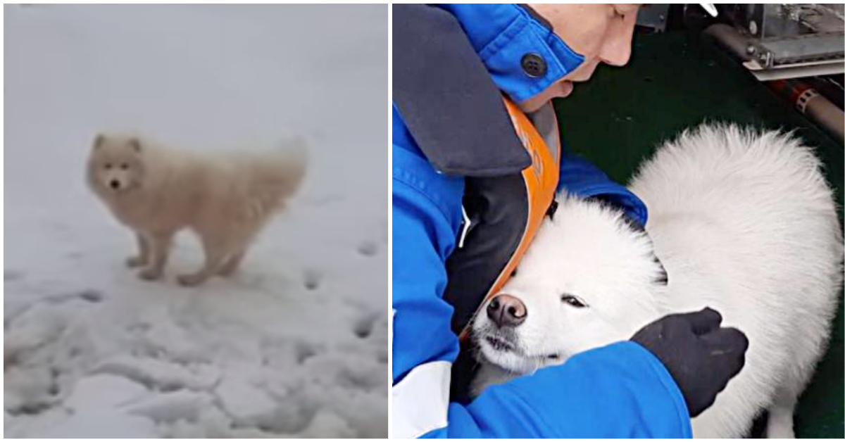 Schiffsbesatzung rettet Hund, der auf Eisscholle in der Arktis gestrandet war