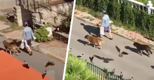 Mysteriöse Frau geht die Straße entlang, gefolgt von Hunden, Katzen und Vögeln: Es sieht aus wie eine Szene aus einem Märchen
