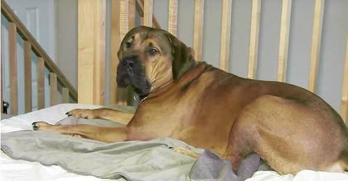 Mitbewohnerinnen in Wisconsin wachen um 5 Uhr morgens auf und entdecken ihren 70kg schweren Hund, der auf einem Fremden liegt