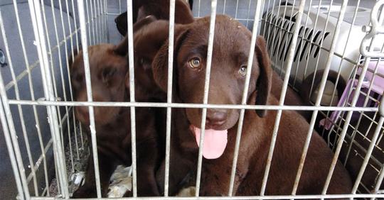 Elf Labradorwelpen aus Welpenmafia befreit: Hunde in winzige Boxen „gestopft“