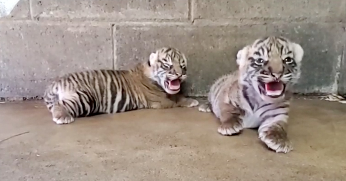 Zoo feiert Geburt von vom Aussterben bedrohten Sumatra Tigern
