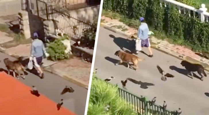 Mysteriöse Frau geht die Straße entlang, gefolgt von Hunden, Katzen und Vögeln: Es sieht aus wie eine Szene aus einem Märchen