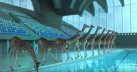 Als niemand hinsah, gingen Giraffen zum Schwimmbecken und begannen zu tauchen