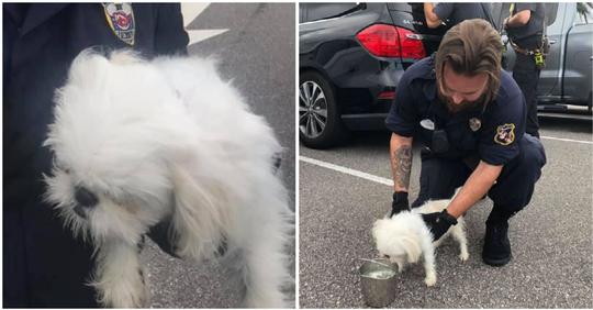 Kleines Hündchen wird eingesperrt in Auto auf Parkplatz von Disney World gefunden – Besitzer war in Vergnügungspark