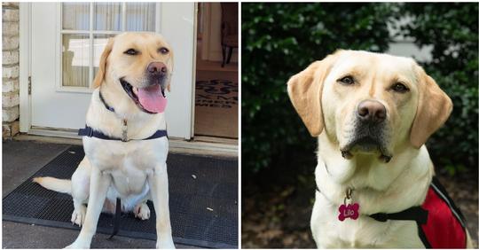 Beerdigungsinstitut stellt Labrador als „Fürsorge-Hund“ ein – soll trauernde Familien unterstützen