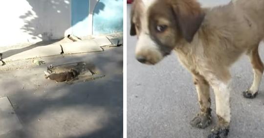 Hundewelpe wird einsam auf der Straße gefunden, steckt in Teer fest und kann sich nicht bewegen – Tierschützer schockiert