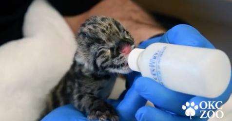 Zoo feiert Geburt von seltenem Leopardenbaby – es gehört zu den „gefährdeten“ Arten