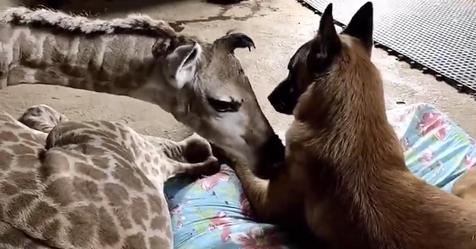 Fürsorglicher Hund wacht liebevoll über vernachlässigte Baby Giraffe