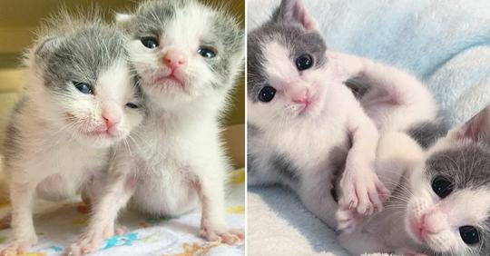 Kätzchen-Zwillinge werden vor einem viel zu frühen Tod gerettet – jetzt wollen sie nie wieder getrennt werden